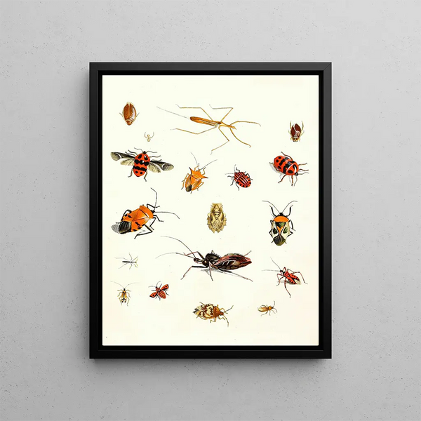 Johann Heinrich Sulzer - Dr Sulzers Short History of Insects Pl 10.webp