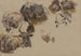 Bovins-maalaus Campo Vaccino - Johann Nepomuk Rauch — näkymä teoksesta