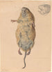 Une souris des champs vue de dessous - Johann Rudolph Schellenberg — näkymä teoksesta