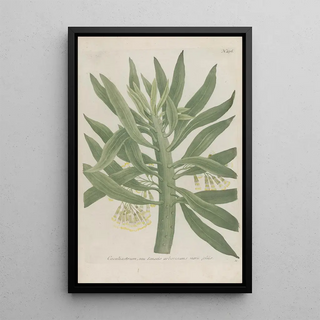 Johann Wilhelm Weinmann - Phytanthoza iconographia Pl001.webp