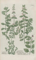 Phytanthoza iconographia Pl005 - Johann Wilhelm Weinmann — näkymä teoksesta