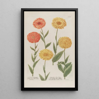 Johann Wilhelm Weinmann - Phytanthoza iconographia Pl006.webp