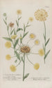 Phytanthoza iconographia Pl007 - Johann Wilhelm Weinmann — näkymä teoksesta