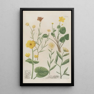 Johann Wilhelm Weinmann - Phytanthoza iconographia Pl008.webp