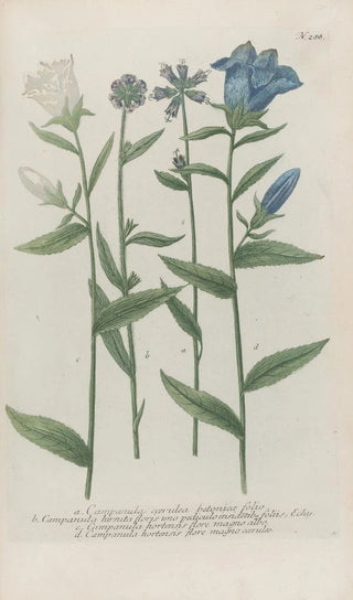 Johann Wilhelm Weinmann - Phytanthoza iconographia Pl011.webp