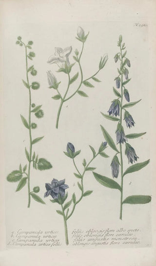 Johann Wilhelm Weinmann - Phytanthoza iconographia Pl015.webp