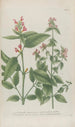 Phytanthoza iconographia Pl024 - Johann Wilhelm Weinmann — näkymä teoksesta