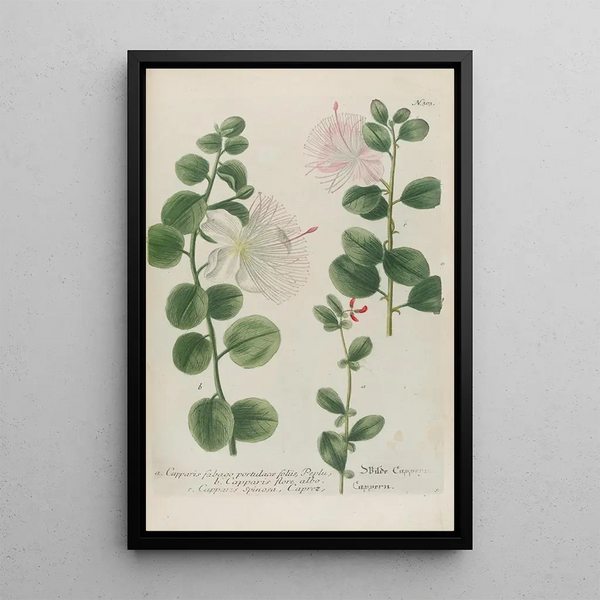 Johann Wilhelm Weinmann - Phytanthoza iconographia Pl026.webp