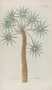 Phytanthoza iconographia Pl027 - Johann Wilhelm Weinmann — näkymä teoksesta