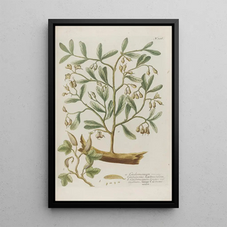 Johann Wilhelm Weinmann - Phytanthoza iconographia Pl029.webp