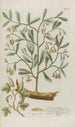 Phytanthoza iconographia Pl029 - Johann Wilhelm Weinmann — näkymä teoksesta