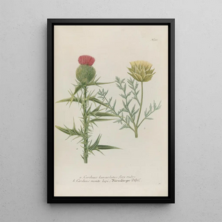 Johann Wilhelm Weinmann - Phytanthoza iconographia Pl034.webp