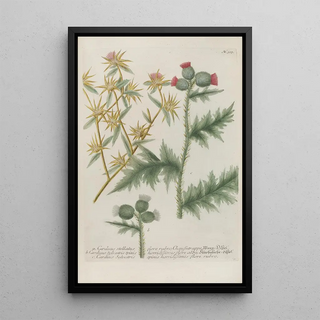 Johann Wilhelm Weinmann - Phytanthoza iconographia Pl040.webp