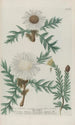 Phytanthoza iconographia Pl041 - Johann Wilhelm Weinmann — näkymä teoksesta