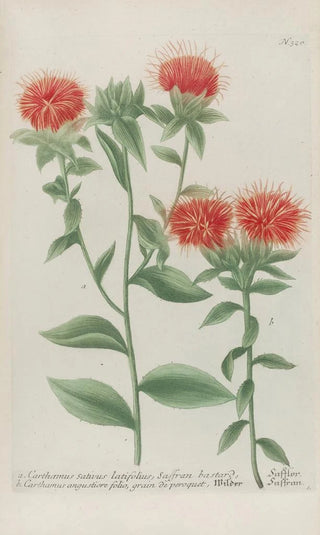 Johann Wilhelm Weinmann - Phytanthoza iconographia Pl043.webp