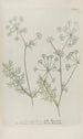 Phytanthoza iconographia Pl044 - Johann Wilhelm Weinmann — näkymä teoksesta