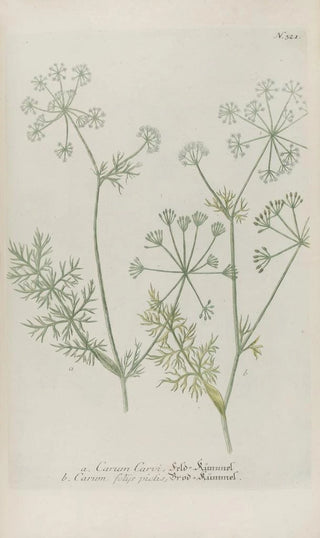 Johann Wilhelm Weinmann - Phytanthoza iconographia Pl044.webp