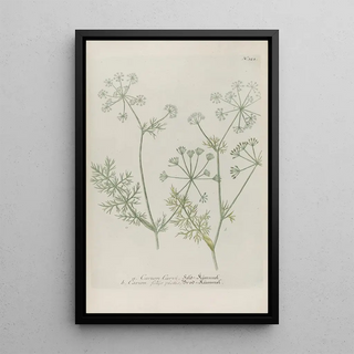 Johann Wilhelm Weinmann - Phytanthoza iconographia Pl044.webp