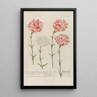 Johann Wilhelm Weinmann - Phytanthoza iconographia Pl055.webp