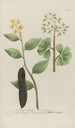Phytanthoza iconographia Pl064 - Johann Wilhelm Weinmann — näkymä teoksesta