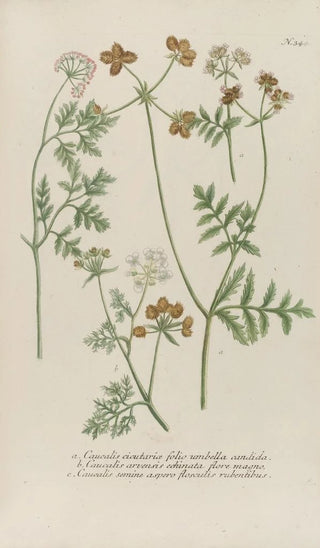 Johann Wilhelm Weinmann - Phytanthoza iconographia Pl067.webp