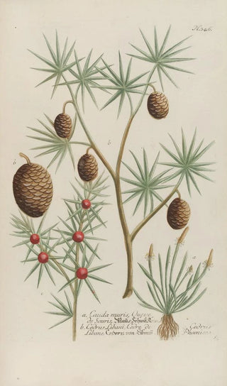 Johann Wilhelm Weinmann - Phytanthoza iconographia Pl069.webp