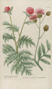 Phytanthoza iconographia Pl070 - Johann Wilhelm Weinmann — näkymä teoksesta