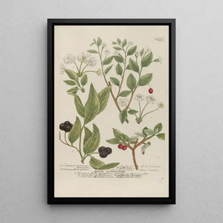 Johann Wilhelm Weinmann - Phytanthoza iconographia Pl075.webp