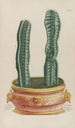 Phytanthoza iconographia Pl079 - Johann Wilhelm Weinmann — näkymä teoksesta