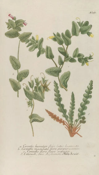 Johann Wilhelm Weinmann - Phytanthoza iconographia Pl083.webp