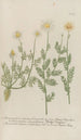 Phytanthoza iconographia Pl087 - Johann Wilhelm Weinmann — näkymä teoksesta