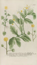 Phytanthoza iconographia Pl089 - Johann Wilhelm Weinmann — näkymä teoksesta