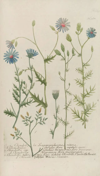 Johann Wilhelm Weinmann - Phytanthoza iconographia Pl091.webp