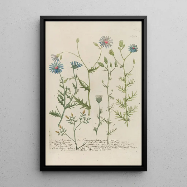 Johann Wilhelm Weinmann - Phytanthoza iconographia Pl091.webp
