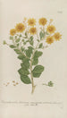 Phytanthoza iconographia Pl092 - Johann Wilhelm Weinmann — näkymä teoksesta