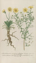 Phytanthoza iconographia Pl093 - Johann Wilhelm Weinmann — näkymä teoksesta