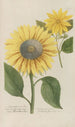 Phytanthoza iconographia Pl096 - Johann Wilhelm Weinmann — näkymä teoksesta