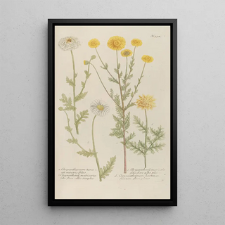 Johann Wilhelm Weinmann - Phytanthoza iconographia Pl101.webp