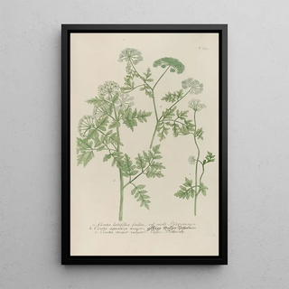 Johann Wilhelm Weinmann - Phytanthoza iconographia Pl106.webp