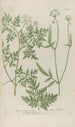 Phytanthoza iconographia Pl107 - Johann Wilhelm Weinmann — näkymä teoksesta
