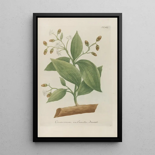 Johann Wilhelm Weinmann - Phytanthoza iconographia Pl108.webp