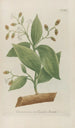 Phytanthoza iconographia Pl108 - Johann Wilhelm Weinmann — näkymä teoksesta