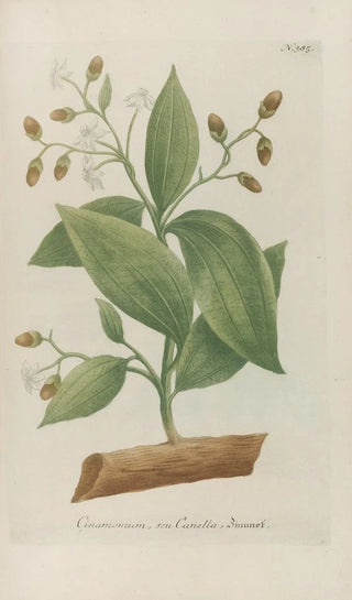 Johann Wilhelm Weinmann - Phytanthoza iconographia Pl108.webp