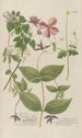 Phytanthoza iconographia Pl121 - Johann Wilhelm Weinmann — näkymä teoksesta