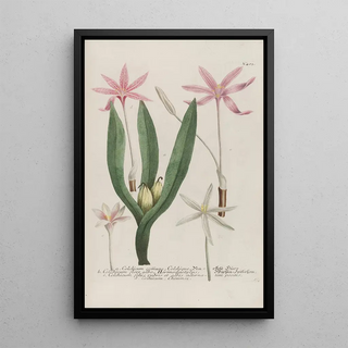 Johann Wilhelm Weinmann - Phytanthoza iconographia Pl126.webp