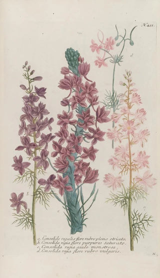 Johann Wilhelm Weinmann - Phytanthoza iconographia Pl134.webp