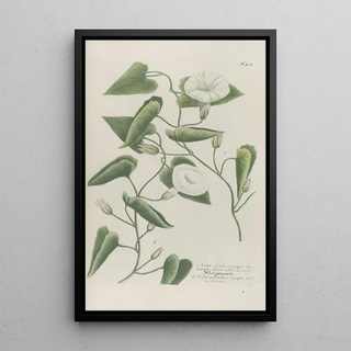 Johann Wilhelm Weinmann - Phytanthoza iconographia Pl136.webp