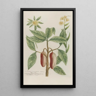 Johann Wilhelm Weinmann - Phytanthoza iconographia Pl147.webp