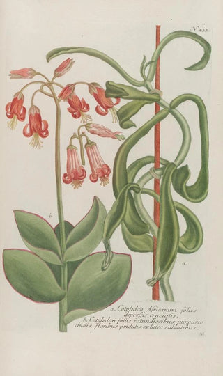 Johann Wilhelm Weinmann - Phytanthoza iconographia Pl156.webp