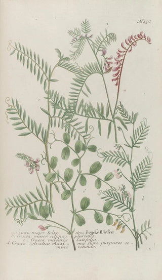 Johann Wilhelm Weinmann - Phytanthoza iconographia Pl159.webp